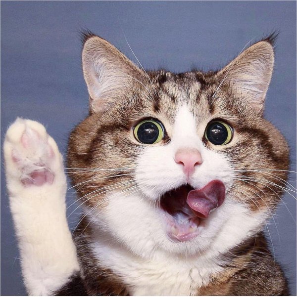 удивленный кот