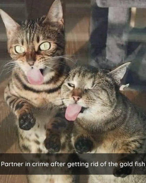 забавные кошки