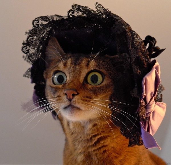 котик в шляпке