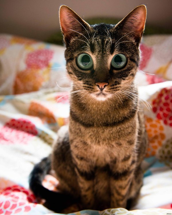 прикольная кошка