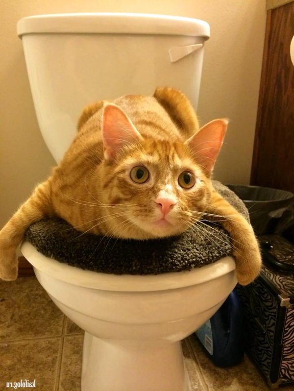 котики приколы