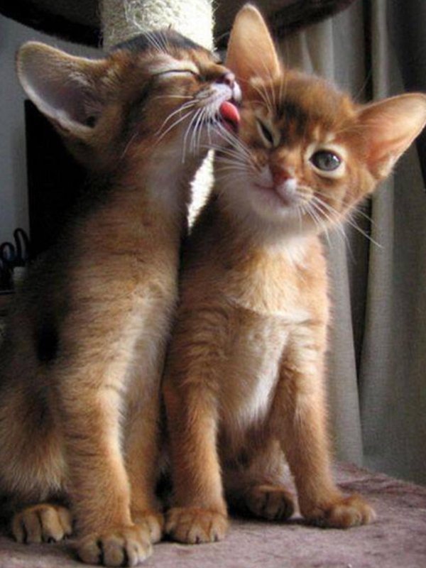 абиссинская котенок