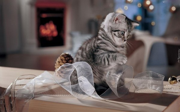 британские котята новый год