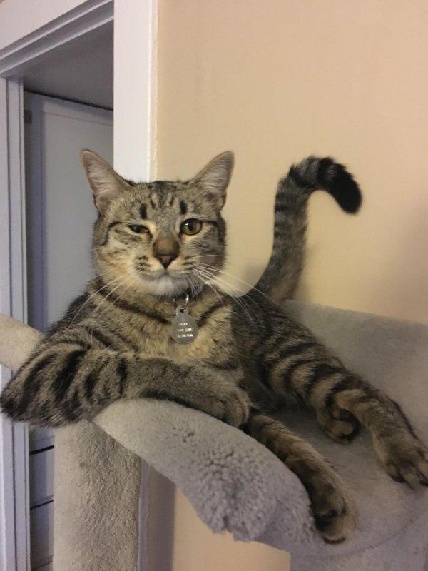 кошка европейская короткошерстная