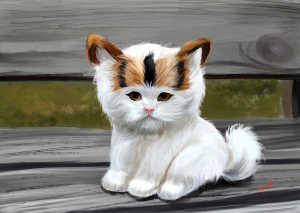 котенок красивый