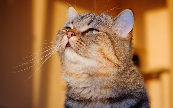 кот доволен