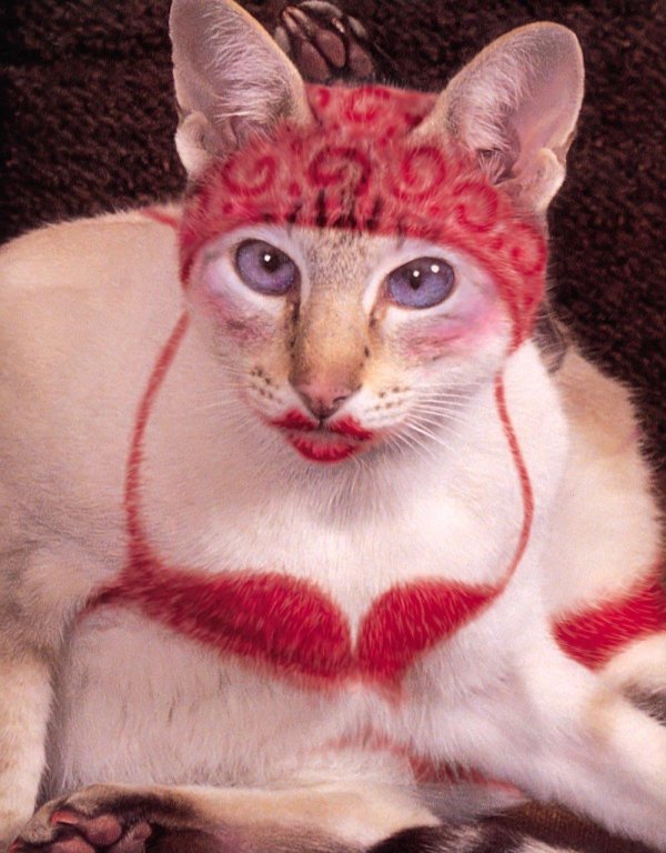 накрашенные коты