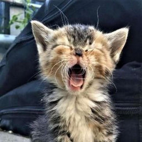 забавные котята