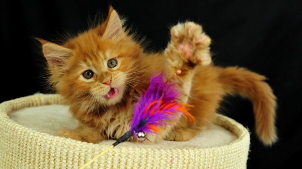 рыжие котята