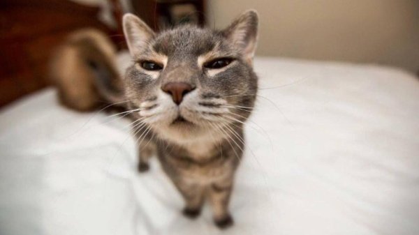 кот щурится