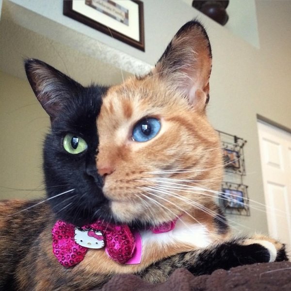 необычные коты