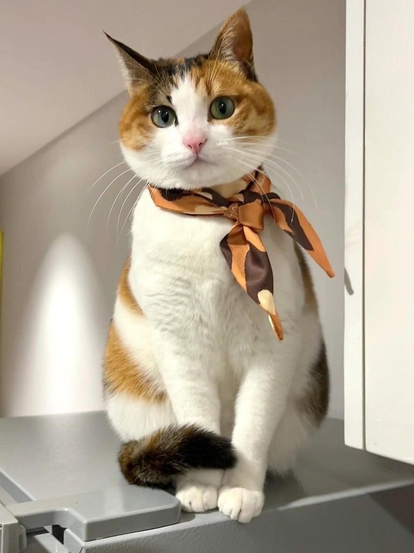 Кошки прикольные