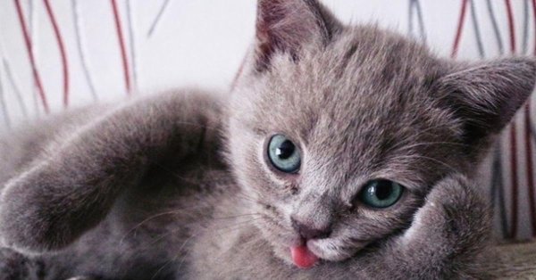 смешной котенок