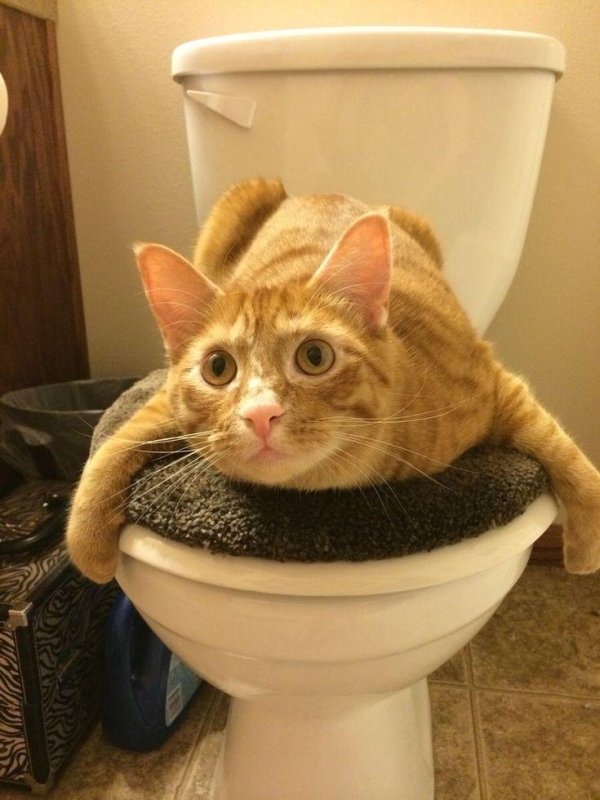 система приучения кошек к унитазу