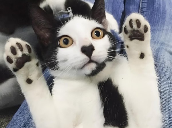 кошки с необычным окрасом