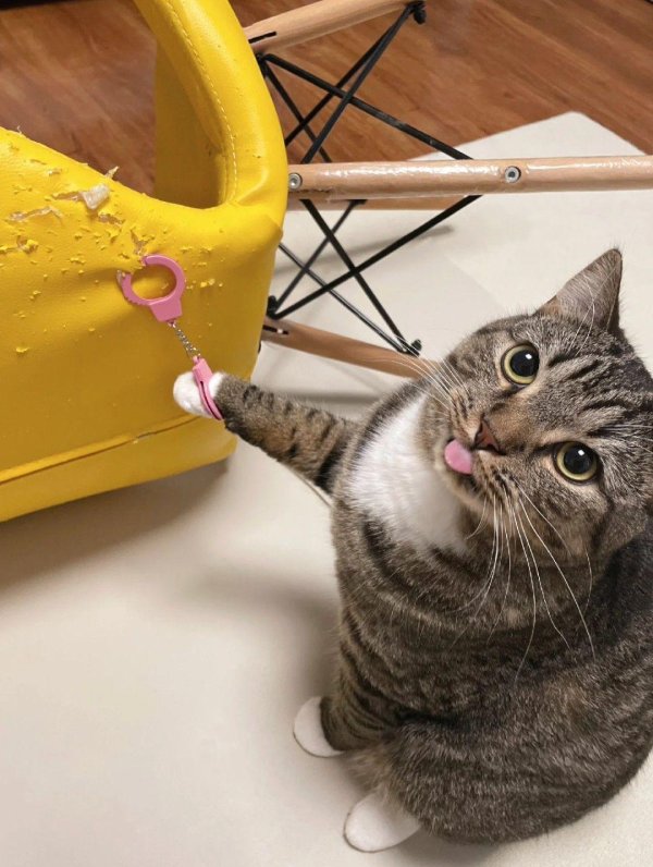 сумасшедшая кошка