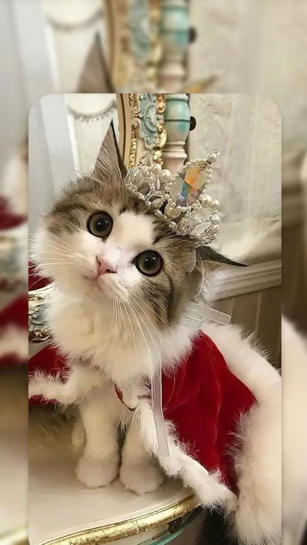 милые котики богатые короли