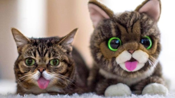 самые смешные котики в мире