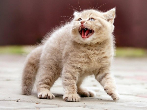 смешной котенок