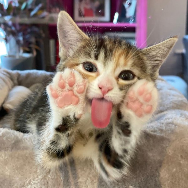 забавный котенок