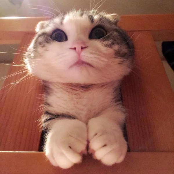 забавный кот