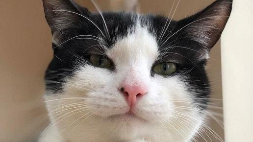 прикольные коты