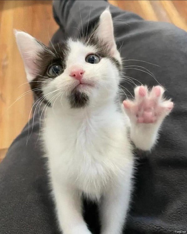 котики милые