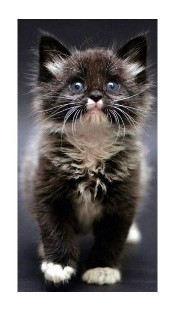 очаровательные котята