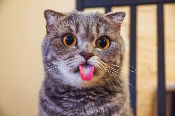 кот высовывает язык