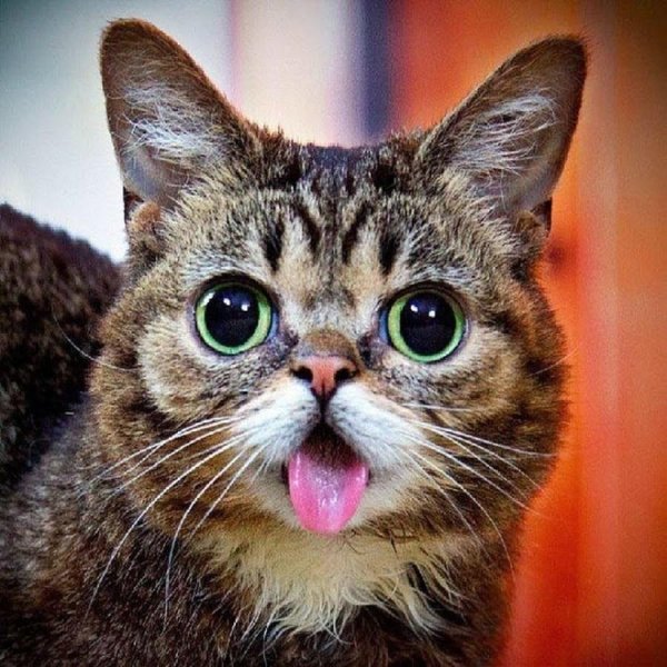 Кошки прикольные
