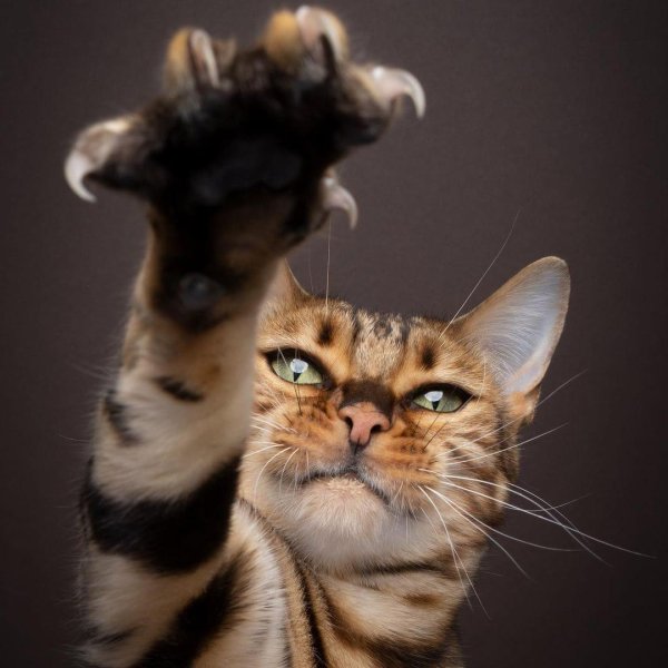 смешной котик