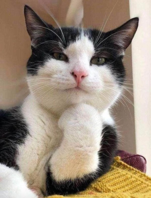 прикольные коты