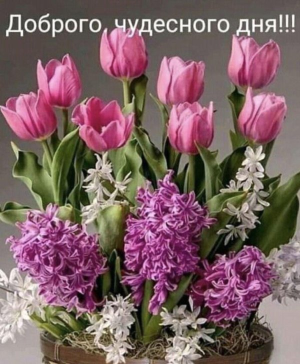 горшечный гиацинт