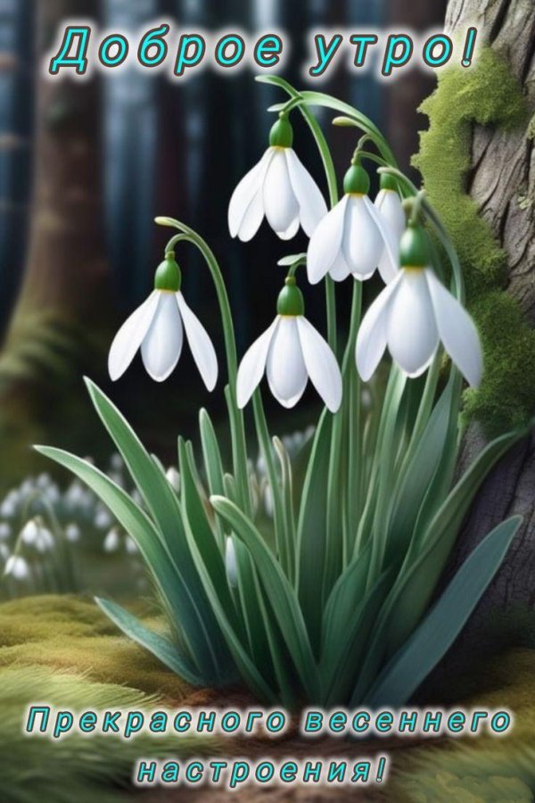 пролеска крокус галантус