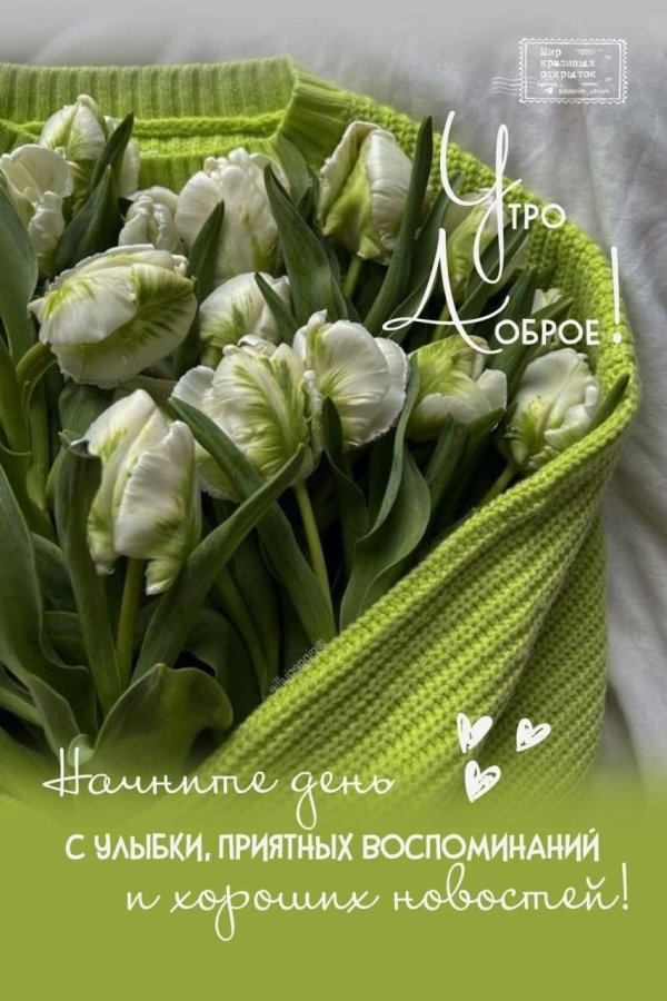 белые тюльпаны