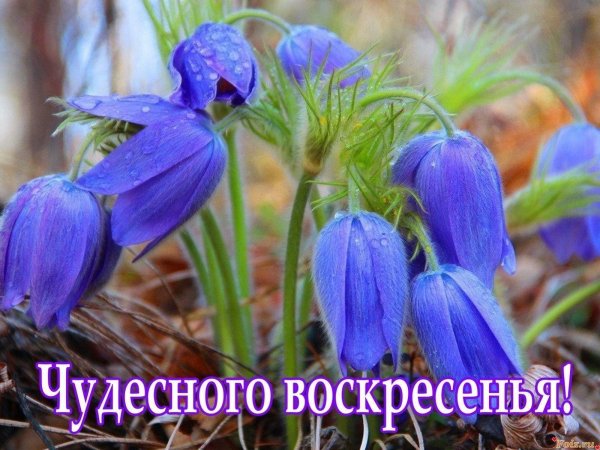 чудесного воскресения