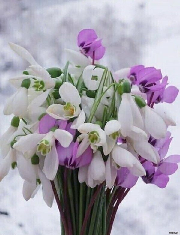 весенний букет подснежников