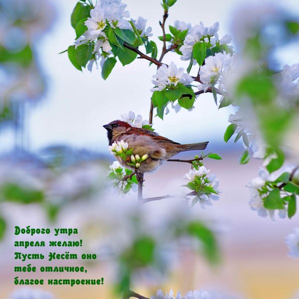 птицы весна