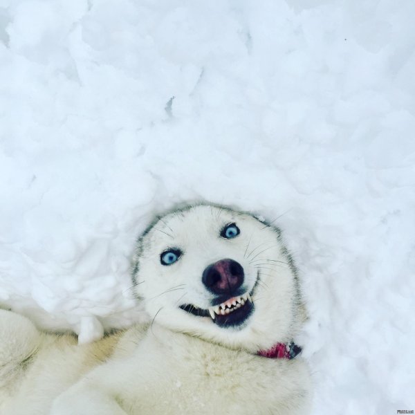 доброе морозное утро прикольные