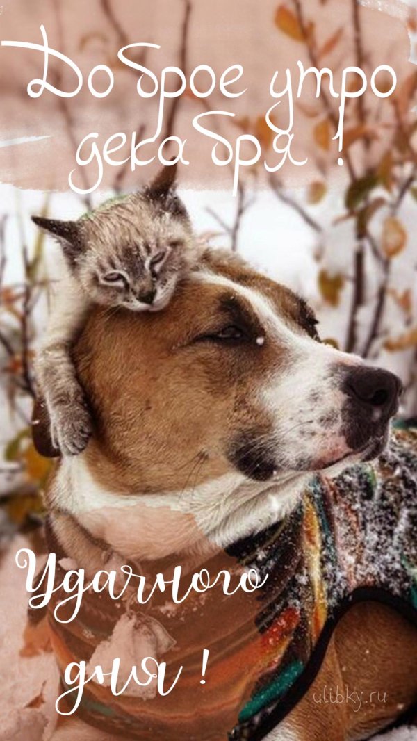 животные доброе утро