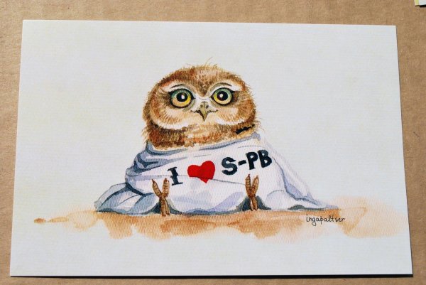 милые совята