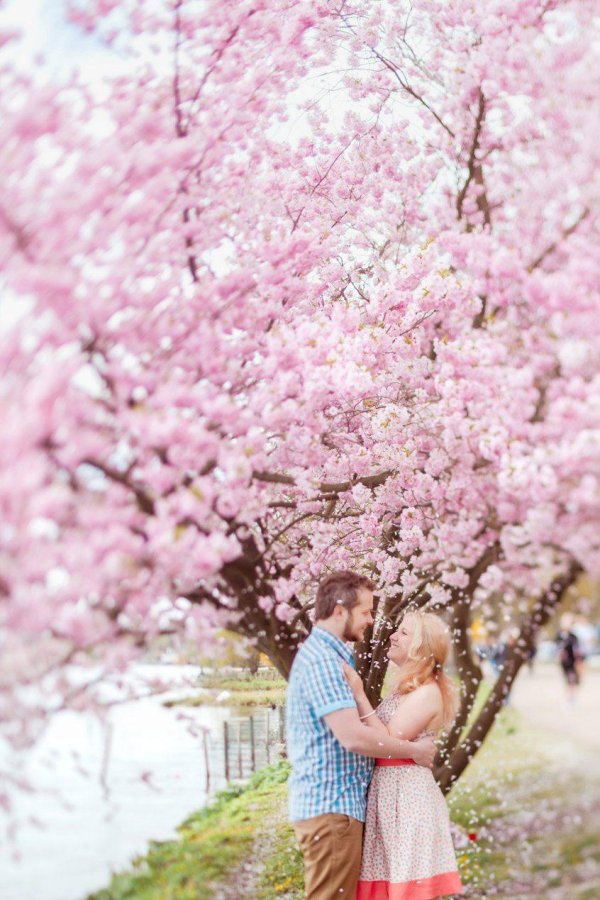влюбленные под сакурой