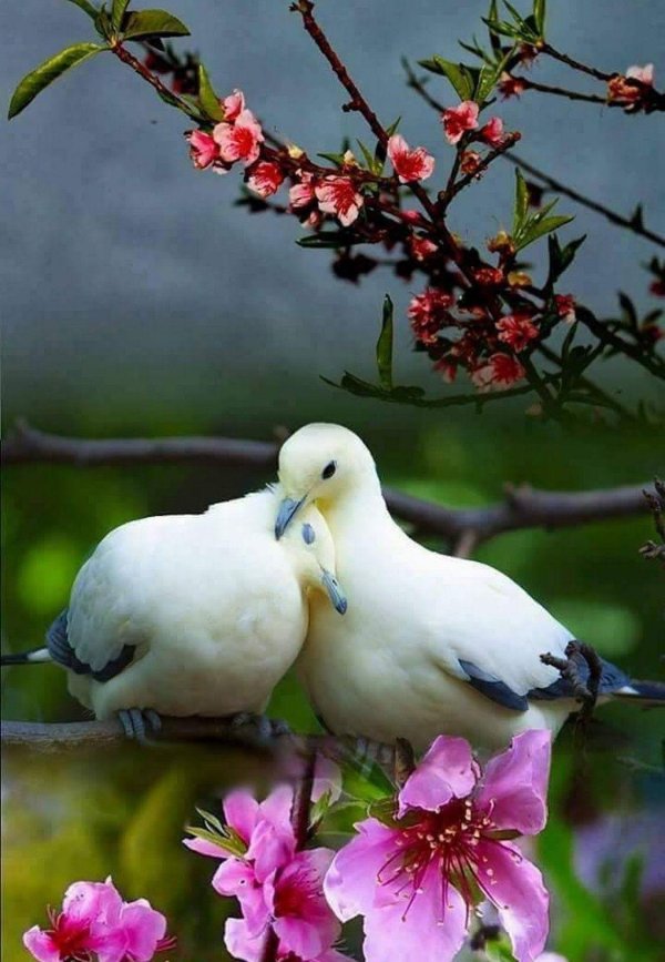 птичка красивая