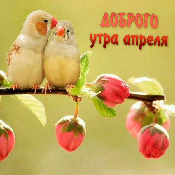 зебровые амадины