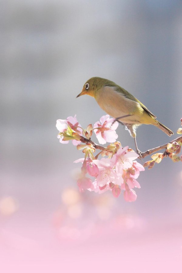 японская белоглазка