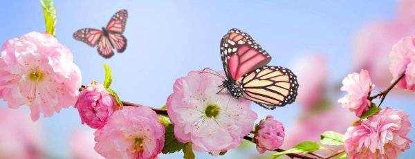 бабочки цветочки