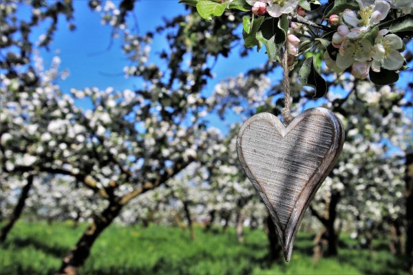 весеннее сердечко