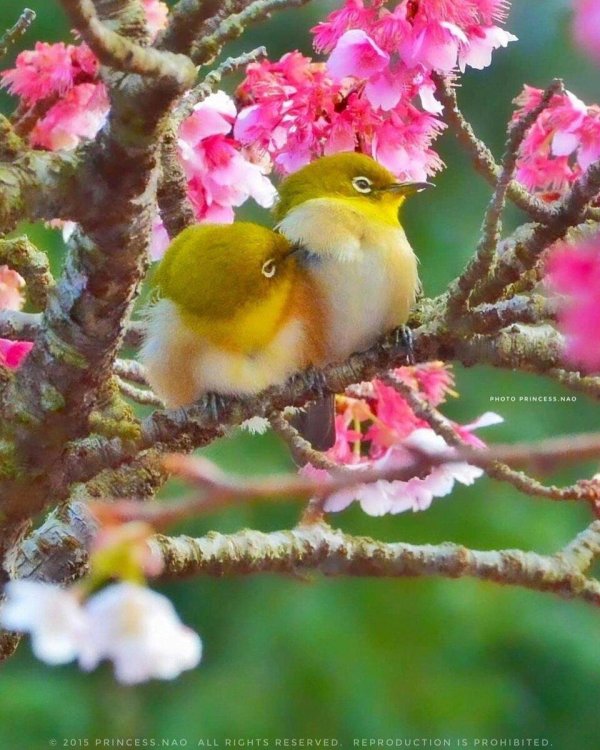 мадагаскарская белоглазка