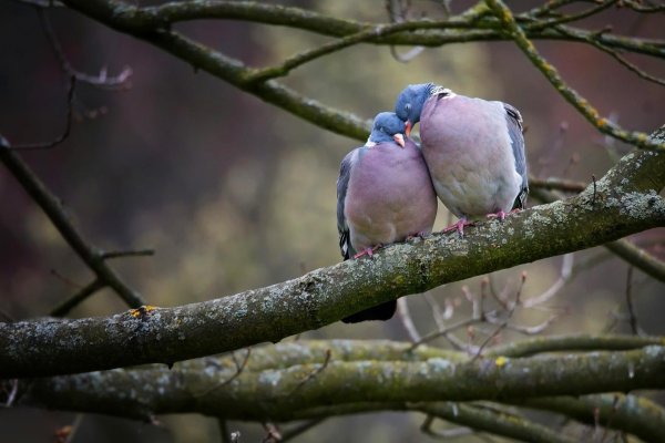 дикий голубь горлица