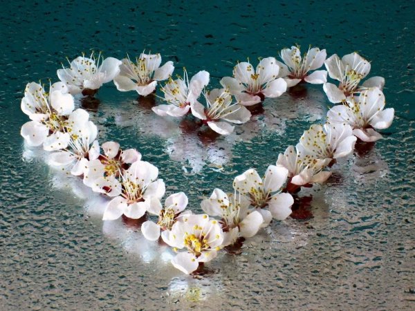 яблоня вишня цветущая ветка